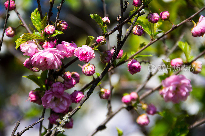 三叶Prunus ulmiifolia (Louiseania ulmiifolia)枝开花。近照的杏仁三叶状枝，有美丽的粉红色花朵